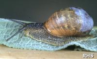 Snail on a leaf