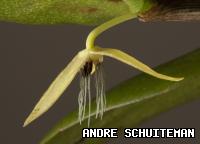 Bulbophyllum nocturnum