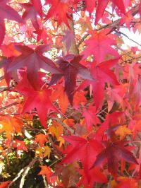 Liquidambar styraciflua