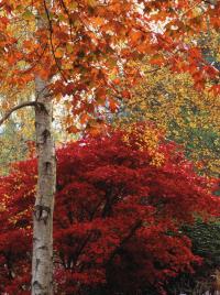 Autumn trees