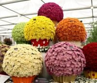 Floral display in the Great Pavilion at the RHS Chelsea flower show 2017