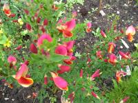 Broom - Cytisus   'Goldfinch'