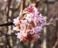 Viburnum - Viburnum x bodnantense  'Charles Lamont'