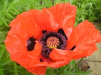 Oriental poppy - Papaver orientale  'Beauty of Livermere'