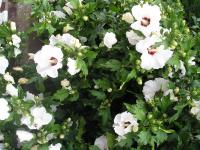 Hibiscus syriacus 'Red Heart' - Hibiscus syriacus 'Red Heart'