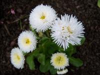 Bellis Perennis 'Tasso White' - Bellis  perennis 'Tasso White'