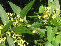 Willow-leaved Jessamine - Cestrum  parqui 