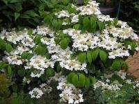 Viburnum plicatum 'Mariesii' - Viburnum plicatum 'Mariesii'