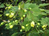 Kirengeshoma palmata - Kirengeshoma palmata 