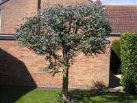 Cider Gum - Eucalyptus gunii 