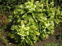 Corsican Hellebore - Helleborus argutifolius 