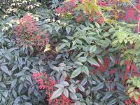 Heavenly Bamboo - Nandina domestica 