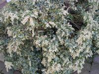 Pieris japonica 'Variegata' - Pieris japonica 'Variegata'