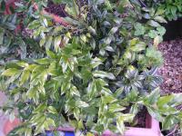 Sweet Box - Sarcococca confusa 