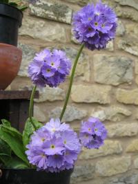 Drumstick Primula - Primula denticulata 