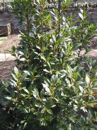 Bay Laurel - Laurus nobilis 