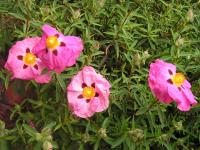 Rock Rose - Cistus x purpureus 