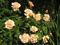 Rose 'Whiskey Mac' - Rosa  'Whiskey Mac'