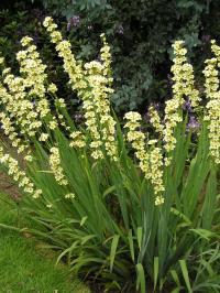 Sisyrinchium striatum - Sisyrinchium striatum 