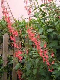 Cape Figwort - Phygelius x rectus 'African Queen'