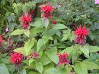 Scarlet Sweet Bergamot - Monarda didyma 'Cambridge Scarlet'