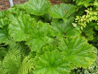 Umbrella Plant - Darmera peltata 