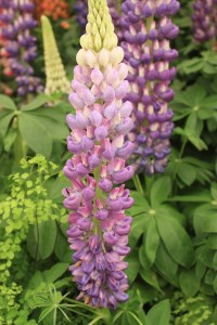 Lupin - Lupinus  'Persian Slipper' (PBR)