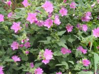 Mallow - Lavatera  