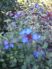 Hardy Plumbago - Ceratostigma  willmottianum 