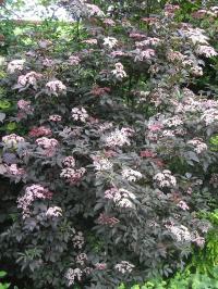 'Black Beauty' Elder - Sambucus nigra 'Black Beauty'