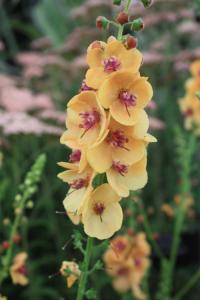 Mullein - Verbascum  'Clementine'