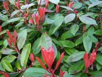 Photinia - Photinia x fraseri  'Red Robin'