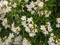 Mexican Orange Blossom - Choisya 'Aztec Pearl' Mexican Orange Blossom - Choisya 'Aztec Pearl'