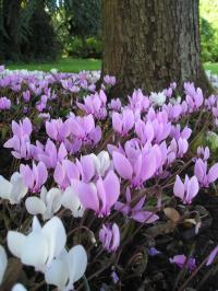 Cyclamen hederifolium - Ivy-leaved Cyclamen