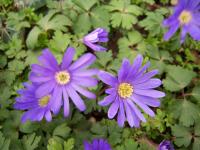 Windflower - Anemone blanda  