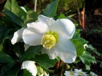 Christmas Rose - Helleborus  niger 