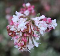 Viburnum - Viburnum x bodnantense  'Dawn'