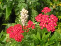 Yarrow - Achillea  'Fanal'