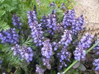 Bugle - Ajuga reptans 