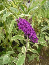 Butterfly Bush 'Harlequin' - Buddleja davidii 'Harlequin'