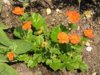 Avens - Geum  