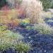 Black Dragon - Ophiopogon planiscapus 'Nigrescens'