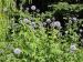 Globe Thistle - Echinops  