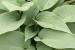 Plantain Lily - Hosta  'Halcyon'