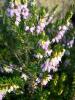 Heaths and Heathers - Erica, Calluna or Daboeica  