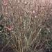 Viburnum - Viburnum x bodnantense  'Charles Lamont'