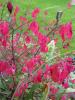 Winged Spindle - Euonymus alatus 