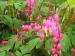 Bleeding Heart - Lamprocapnos spectabilis 