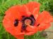 Oriental Poppy - Papaver orientale 'Beauty of Livermere'