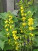 Yellow Loosestrife - Lysimachia punctata 